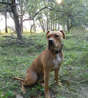 Щенки  Ам Стафф - <ro>Изображение</ro><ru>Изображение</ru> #1, <ru>Объявление</ru> #998577