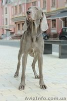 Веймаранер. Щенки (Серебряный призрак) - <ro>Изображение</ro><ru>Изображение</ru> #5, <ru>Объявление</ru> #122874