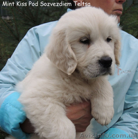 Золотистый ретривер - щенки! Вязка в Финляндии! - <ro>Изображение</ro><ru>Изображение</ru> #1, <ru>Объявление</ru> #992943