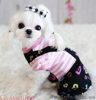 GLAMOURDOG гламурная одежда для собак - <ro>Изображение</ro><ru>Изображение</ru> #4, <ru>Объявление</ru> #989874