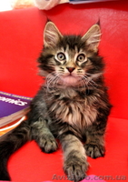 Чудные Котята Мейн-Кунята Ждут Вас - <ro>Изображение</ro><ru>Изображение</ru> #3, <ru>Объявление</ru> #1009461