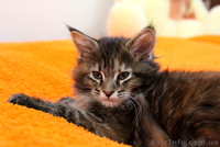 Чудные Котята Мейн-Кунята Ждут Вас - <ro>Изображение</ro><ru>Изображение</ru> #4, <ru>Объявление</ru> #1009461