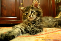 Чудные Котята Мейн-Кунята Ждут Вас - <ro>Изображение</ro><ru>Изображение</ru> #5, <ru>Объявление</ru> #1009461