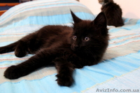 Чудные Котята Мейн-Кунята Ждут Вас - <ro>Изображение</ro><ru>Изображение</ru> #2, <ru>Объявление</ru> #1009461