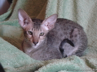 Ориентальные леопардовые котята - <ro>Изображение</ro><ru>Изображение</ru> #1, <ru>Объявление</ru> #1002573