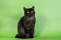 Котята скоттиш страйт, фолд, хайленд - <ro>Изображение</ro><ru>Изображение</ru> #6, <ru>Объявление</ru> #1004972