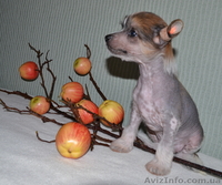 КХС-Ваш талисман, от беды хранящий! - <ro>Изображение</ro><ru>Изображение</ru> #5, <ru>Объявление</ru> #1008475