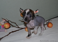 КХС-Ваш талисман, от беды хранящий! - <ro>Изображение</ro><ru>Изображение</ru> #6, <ru>Объявление</ru> #1008475