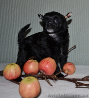 КХС-Ваш талисман, от беды хранящий! - <ro>Изображение</ro><ru>Изображение</ru> #1, <ru>Объявление</ru> #1008475