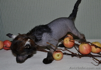 КХС-Ваш талисман, от беды хранящий! - <ro>Изображение</ro><ru>Изображение</ru> #4, <ru>Объявление</ru> #1008475