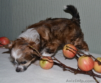 КХС-Ваш талисман, от беды хранящий! - <ro>Изображение</ro><ru>Изображение</ru> #2, <ru>Объявление</ru> #1008475