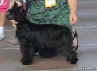 КХС-Ваш талисман, от беды хранящий! - <ro>Изображение</ro><ru>Изображение</ru> #7, <ru>Объявление</ru> #1008475