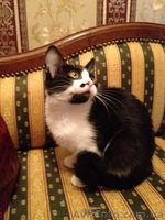 Даром кошки, метис - <ro>Изображение</ro><ru>Изображение</ru> #1, <ru>Объявление</ru> #1011460