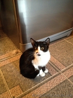 Даром кошки, метис - <ro>Изображение</ro><ru>Изображение</ru> #2, <ru>Объявление</ru> #1011460