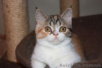 Котята скоттиш страйт, фолд, хайленд - <ro>Изображение</ro><ru>Изображение</ru> #3, <ru>Объявление</ru> #1004972