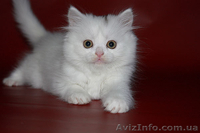 Котята скоттиш страйт, фолд, хайленд - <ro>Изображение</ro><ru>Изображение</ru> #4, <ru>Объявление</ru> #1004972