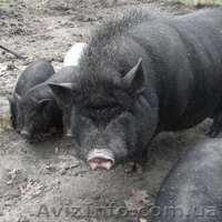 Питомник Скиф предлагает на Продажу: - <ro>Изображение</ro><ru>Изображение</ru> #2, <ru>Объявление</ru> #1001446