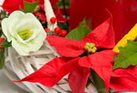 Рождественский венок - <ro>Изображение</ro><ru>Изображение</ru> #3, <ru>Объявление</ru> #1007901