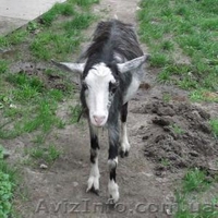 Питомник Скиф предлагает на Продажу: - <ro>Изображение</ro><ru>Изображение</ru> #4, <ru>Объявление</ru> #1001446