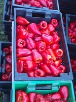 Продам замороженный красный перец - <ro>Изображение</ro><ru>Изображение</ru> #2, <ru>Объявление</ru> #1011874