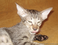 Ориентальные леопардовые котята - <ro>Изображение</ro><ru>Изображение</ru> #2, <ru>Объявление</ru> #1002573