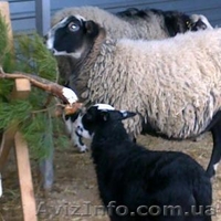 Питомник Скиф предлагает на Продажу: - <ro>Изображение</ro><ru>Изображение</ru> #1, <ru>Объявление</ru> #1001446