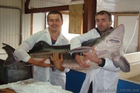 Рыбная продукция осетровых (оплодотворенная икра, личинка, малек) - <ro>Изображение</ro><ru>Изображение</ru> #3, <ru>Объявление</ru> #1012274