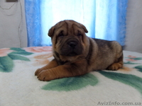 Продаются щенки шарпея, не дорого!!!  - <ro>Изображение</ro><ru>Изображение</ru> #3, <ru>Объявление</ru> #1007795