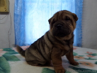 Продаются щенки шарпея, не дорого!!!  - <ro>Изображение</ro><ru>Изображение</ru> #2, <ru>Объявление</ru> #1007795