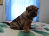 Продаются щенки шарпея, не дорого!!!  - <ro>Изображение</ro><ru>Изображение</ru> #1, <ru>Объявление</ru> #1007795