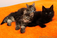 Чудные Котята Мейн-Кунята Ждут Вас - <ro>Изображение</ro><ru>Изображение</ru> #1, <ru>Объявление</ru> #1009461