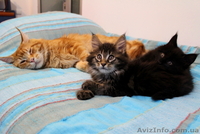 Чудные Котята Мейн-Кунята Ждут Вас - <ro>Изображение</ro><ru>Изображение</ru> #6, <ru>Объявление</ru> #1009461