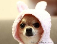 Замечательный малыш чихуахуа  - <ro>Изображение</ro><ru>Изображение</ru> #1, <ru>Объявление</ru> #1013451