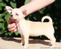 Замечательный малыш чихуахуа  - <ro>Изображение</ro><ru>Изображение</ru> #2, <ru>Объявление</ru> #1013451