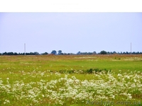 Дачные участки, с.Процев, Бориспольский р-н - <ro>Изображение</ro><ru>Изображение</ru> #2, <ru>Объявление</ru> #1021659