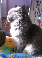 Отдам даром кошечку метис русской голубой! - <ro>Изображение</ro><ru>Изображение</ru> #6, <ru>Объявление</ru> #822857