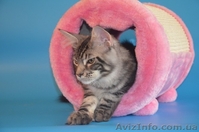 Крупные  котята мейн кун - <ro>Изображение</ro><ru>Изображение</ru> #2, <ru>Объявление</ru> #1029479