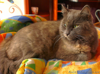 Отдам даром кошечку метис русской голубой! - <ro>Изображение</ro><ru>Изображение</ru> #3, <ru>Объявление</ru> #822857