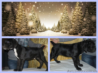 Продаются щенки Кане-Корсо - <ro>Изображение</ro><ru>Изображение</ru> #1, <ru>Объявление</ru> #1000356