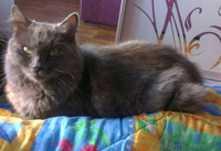 Отдам даром кошечку метис русской голубой! - <ro>Изображение</ro><ru>Изображение</ru> #2, <ru>Объявление</ru> #822857