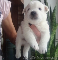 Вест-хайленд вайт терьер - <ro>Изображение</ro><ru>Изображение</ru> #1, <ru>Объявление</ru> #899038