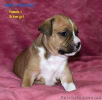 Велеколепные щенки Амстаффа  - <ro>Изображение</ro><ru>Изображение</ru> #6, <ru>Объявление</ru> #1018583