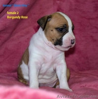 Велеколепные щенки Амстаффа  - <ro>Изображение</ro><ru>Изображение</ru> #4, <ru>Объявление</ru> #1018583