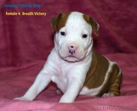 Велеколепные щенки Амстаффа  - <ro>Изображение</ro><ru>Изображение</ru> #3, <ru>Объявление</ru> #1018583