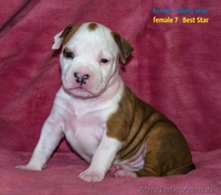 Велеколепные щенки Амстаффа  - <ro>Изображение</ro><ru>Изображение</ru> #5, <ru>Объявление</ru> #1018583