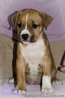 Смешные и ласковые щеночки Стафф Терьеры - <ro>Изображение</ro><ru>Изображение</ru> #1, <ru>Объявление</ru> #1029041