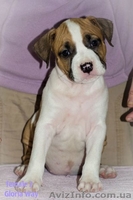 Стафята и Амстаффики  - <ro>Изображение</ro><ru>Изображение</ru> #4, <ru>Объявление</ru> #1027818