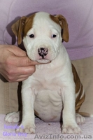 Стафята и Амстаффики  - <ro>Изображение</ro><ru>Изображение</ru> #2, <ru>Объявление</ru> #1027818