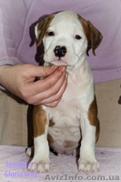 Стафята и Амстаффики  - <ro>Изображение</ro><ru>Изображение</ru> #1, <ru>Объявление</ru> #1027818