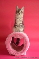 Крупные  котята мейн кун - <ro>Изображение</ro><ru>Изображение</ru> #3, <ru>Объявление</ru> #1029479